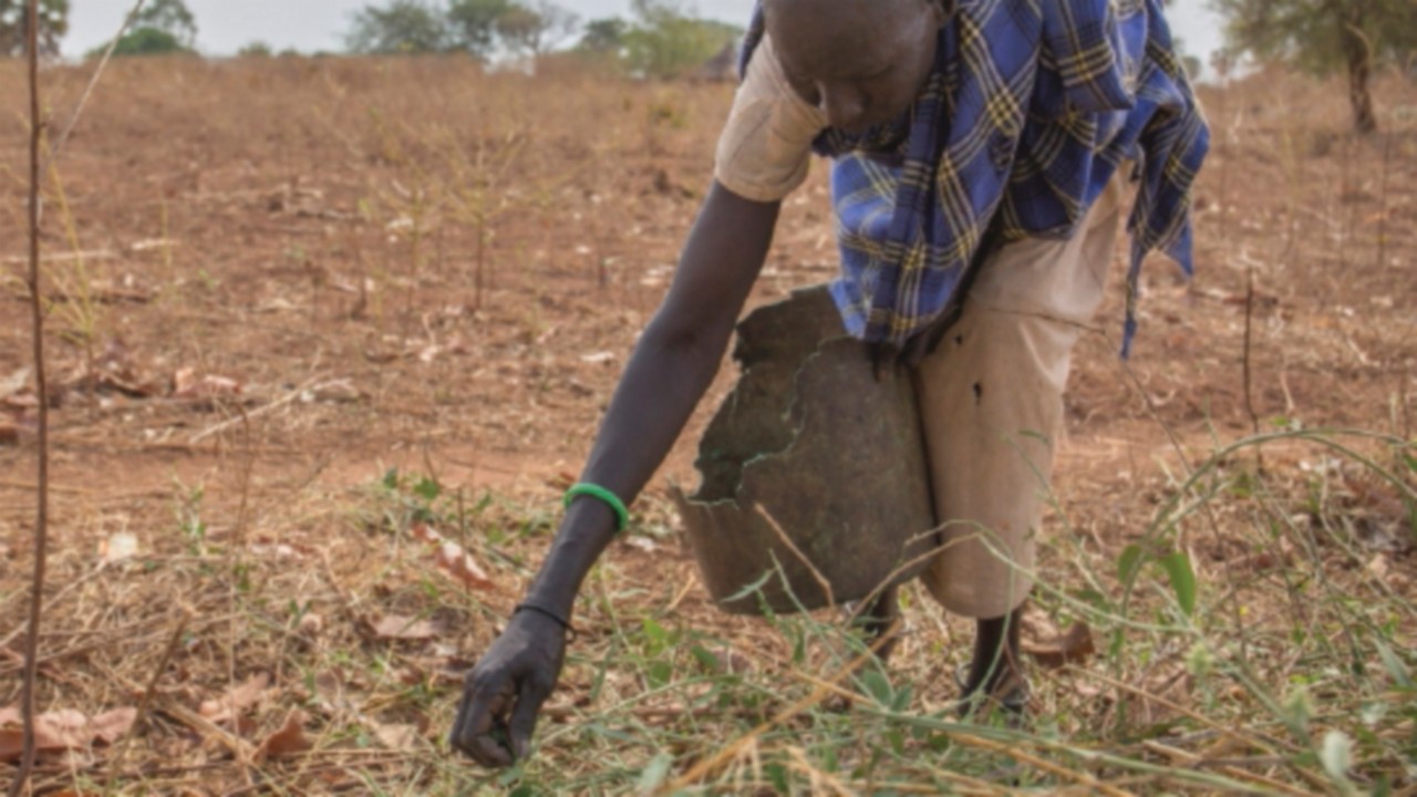 Mary Akoye picks wild leaves from the bush to eat. Since fleeing her home in Unity State in April ...